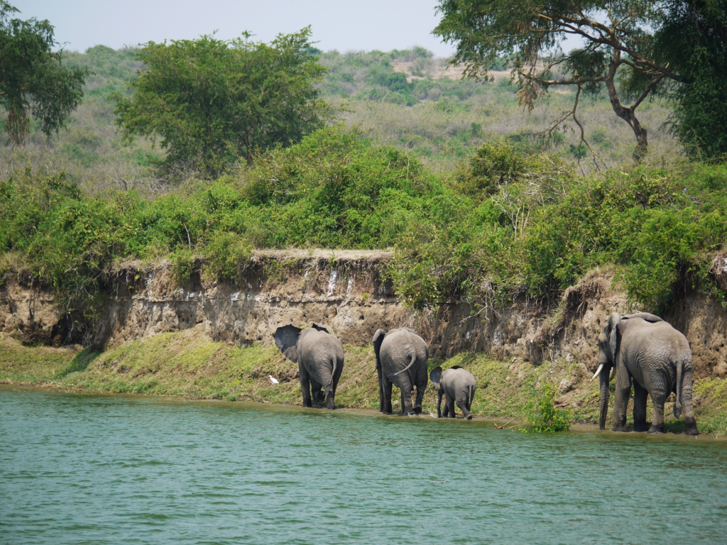 Elefanten laufen entlang eines Flusses in Afrika