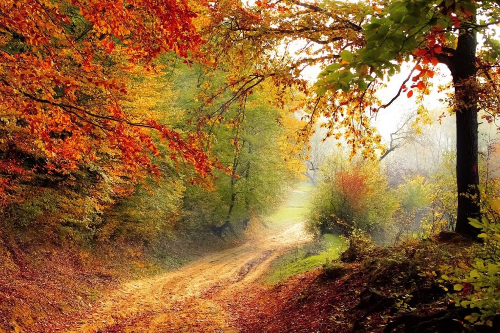 Herbstwald © Pixabay/Valiphotos