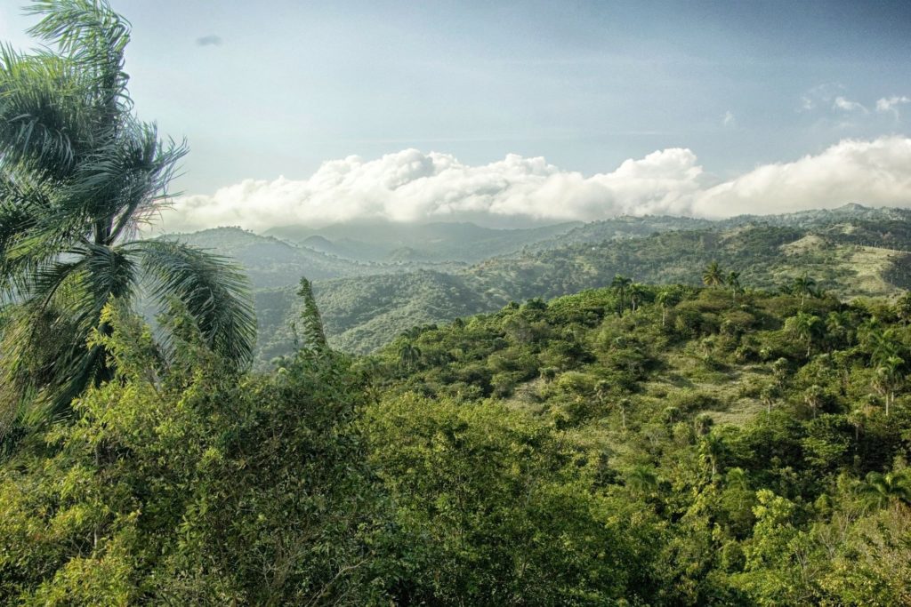 Dschungel in der Dominikanischen Republik