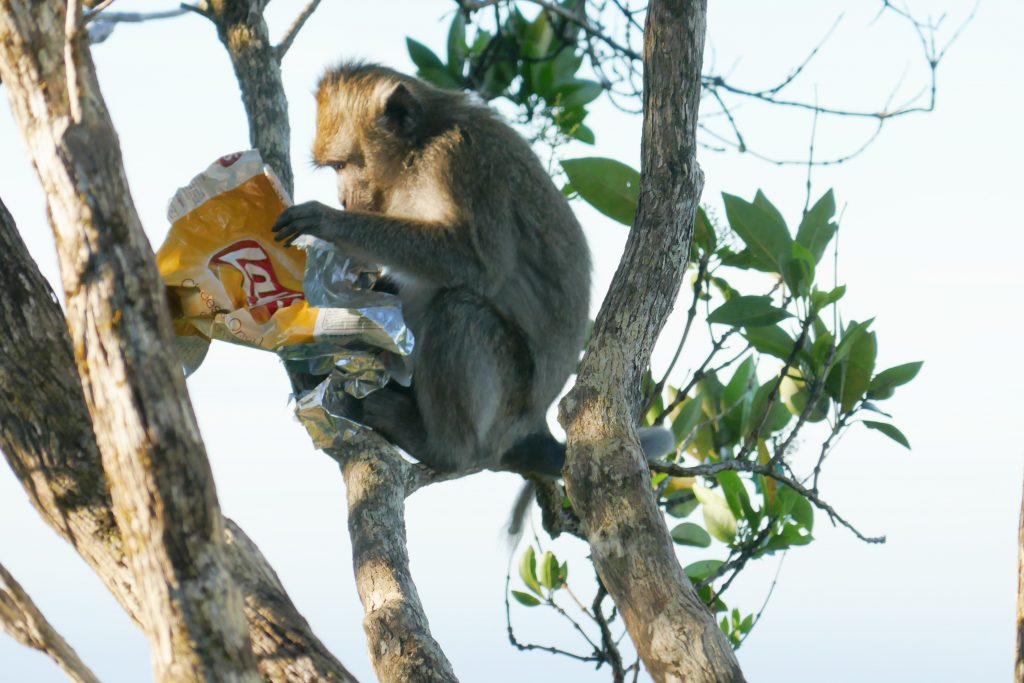 Affe mit einer Chips Packung